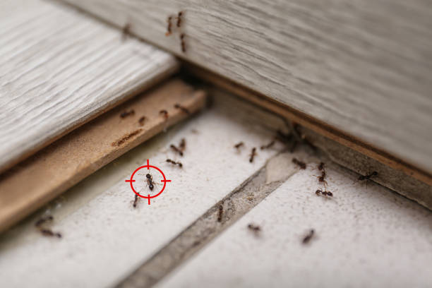 Best Bed Bug Extermination  in Royalton, IL