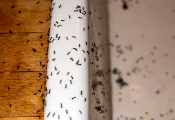 Best Pest Prevention Services  in Royalton, IL