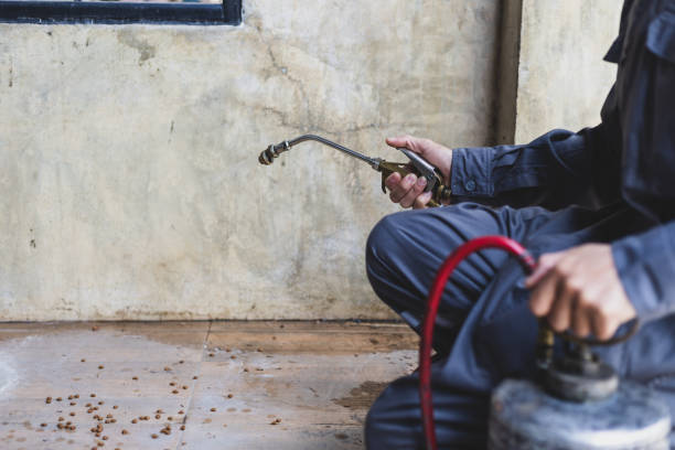 Best Affordable Pest Control Services  in Royalton, IL